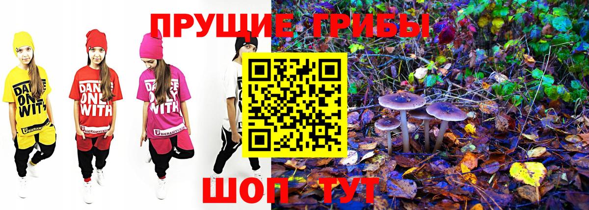 Псилоцибиновые грибы Psilocybe Великий Устюг